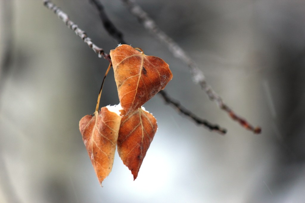 aspen leaves in snowstorm 2