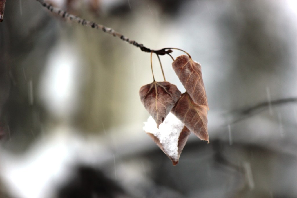 aspen leaves in snowstorm 3