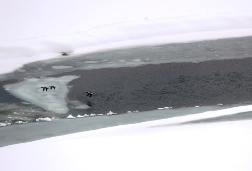 geese along rio grande