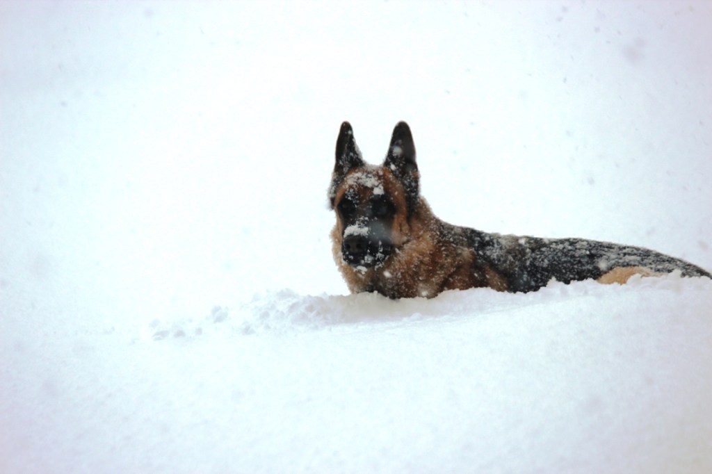 gunnar in snow 2