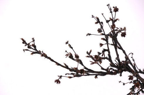 december cinquefoil in snow