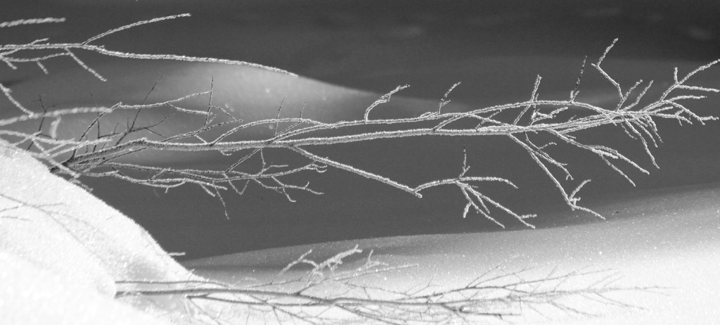 frosty branches under bridge
