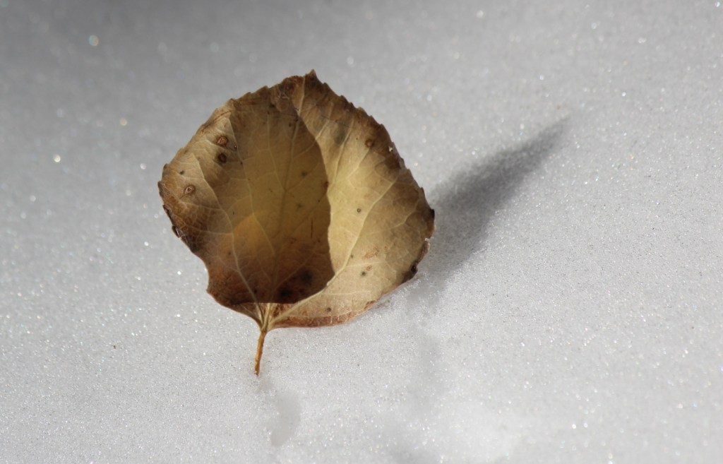 leaf on snow