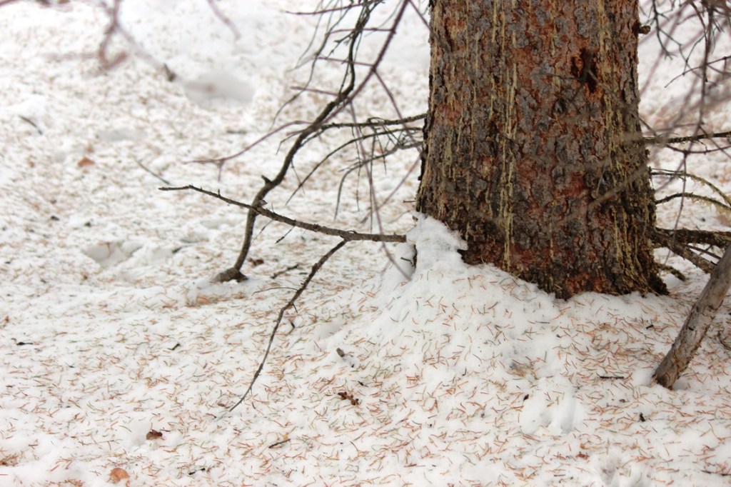 needles on the snow