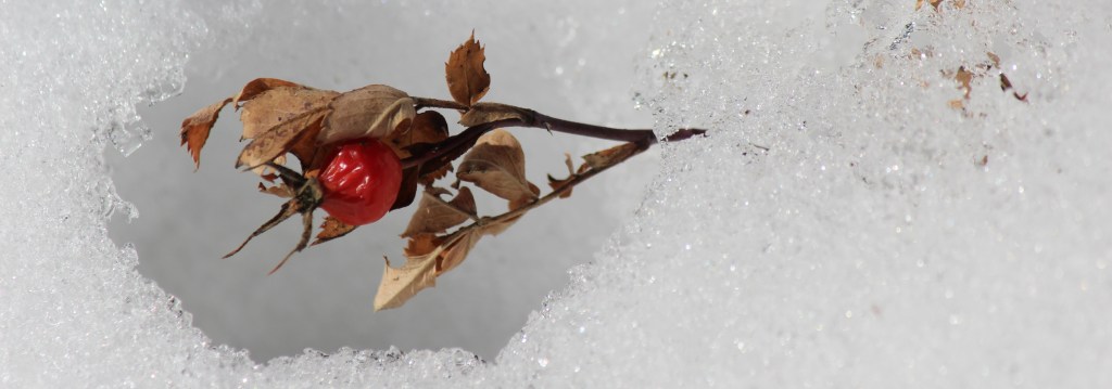 rose hip in snow