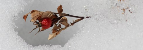 rose hip in snow
