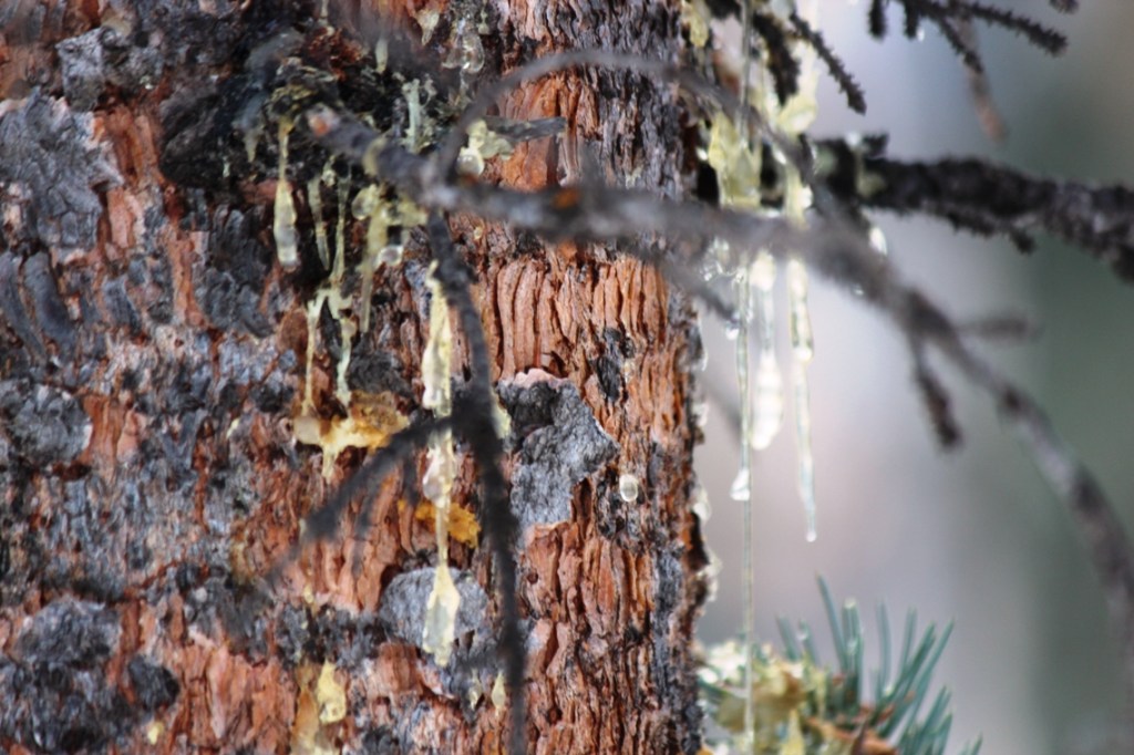 sap and slipping bark