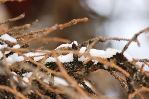 snow on beetle kill 2