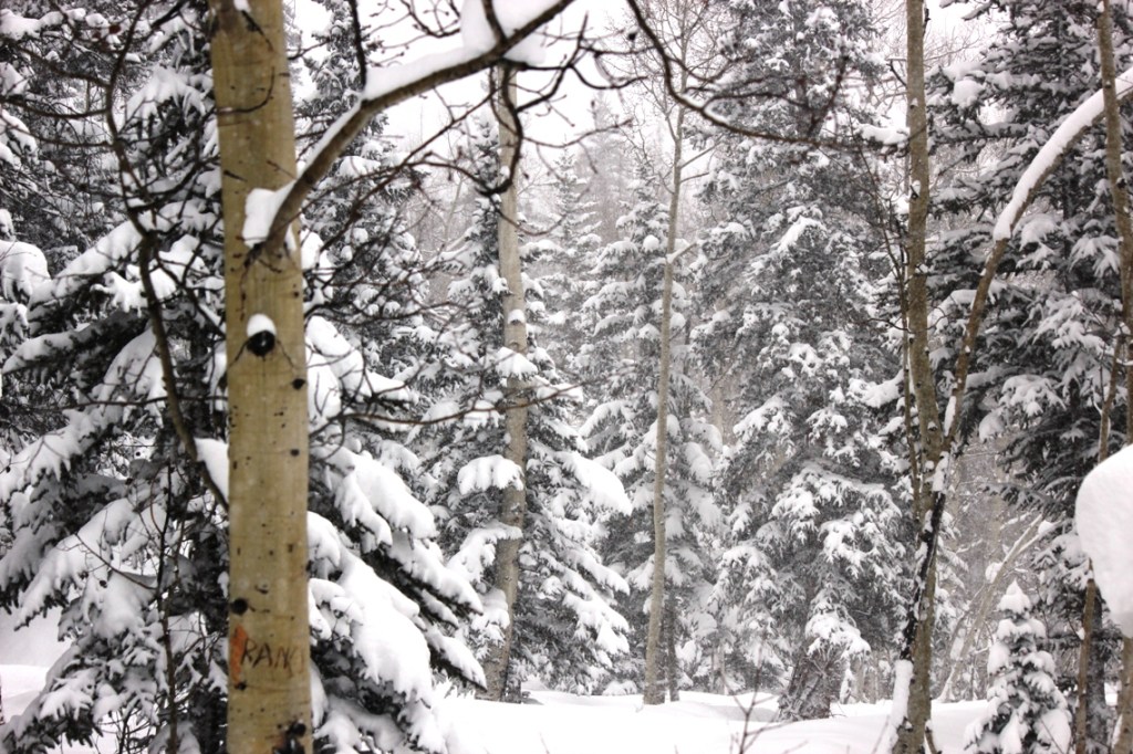 woods behind our home