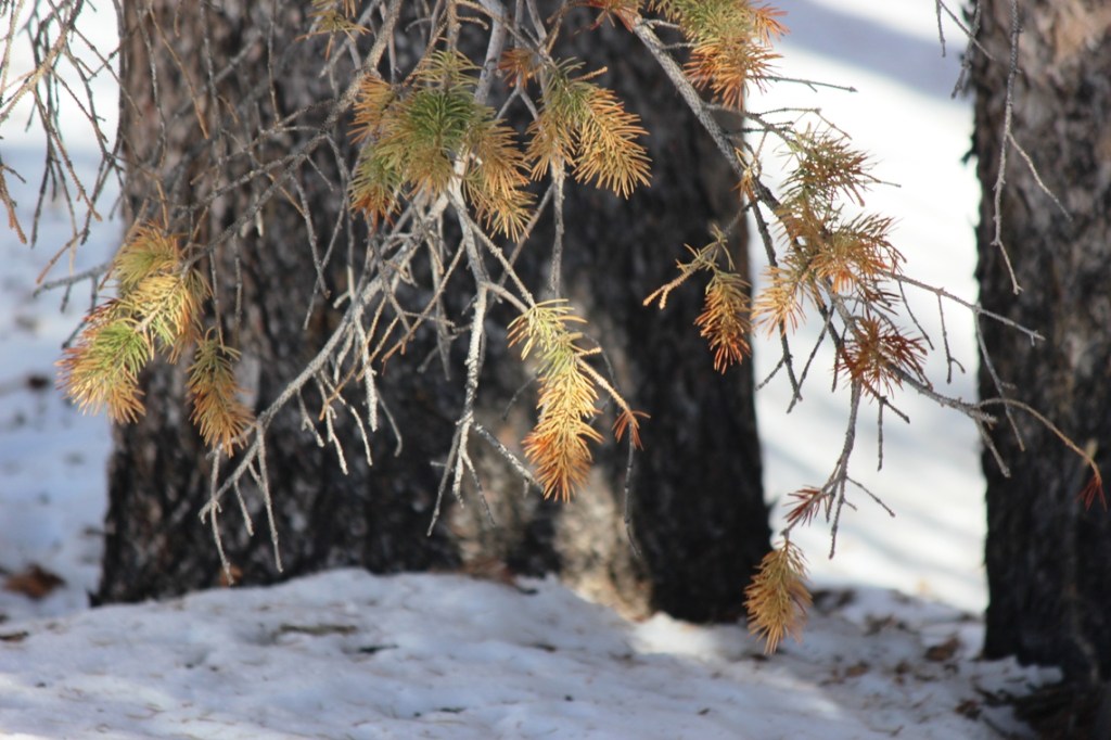 branches at the bottom