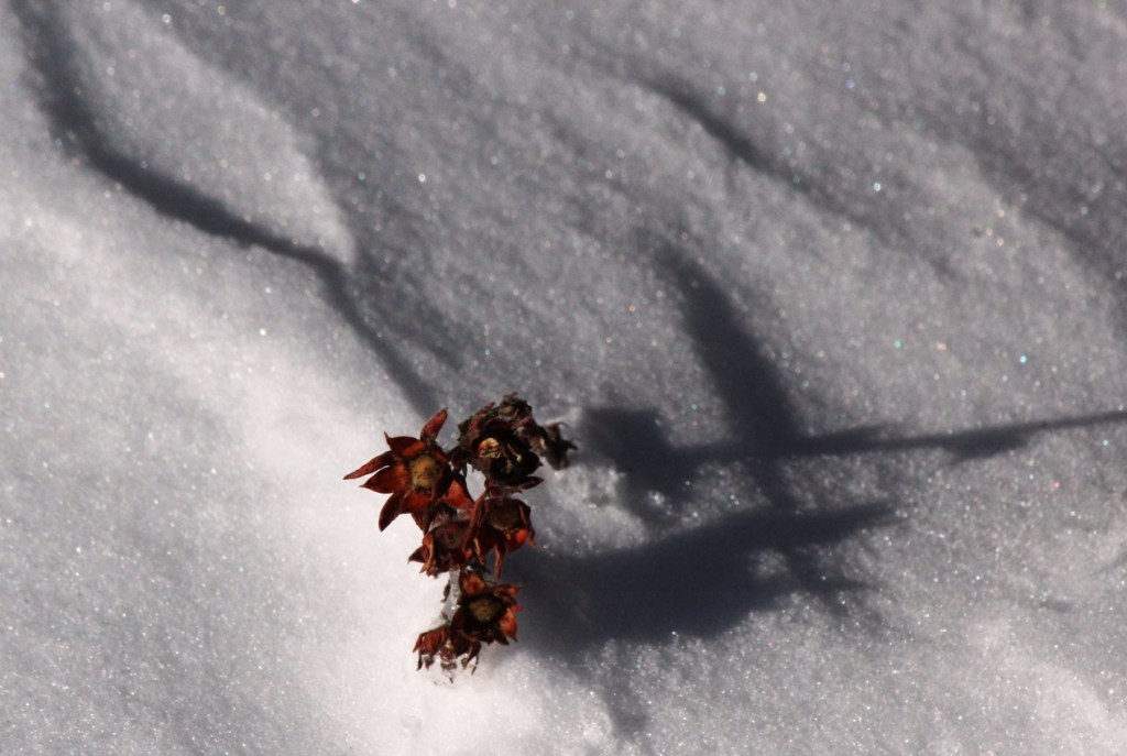 cinquefoil in snow