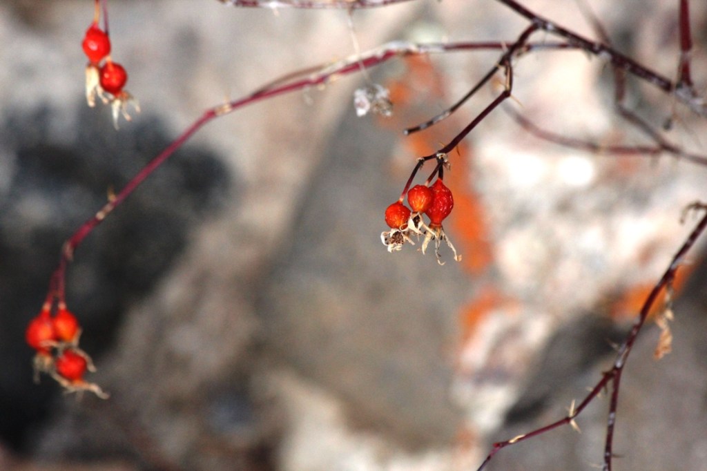 rose hips