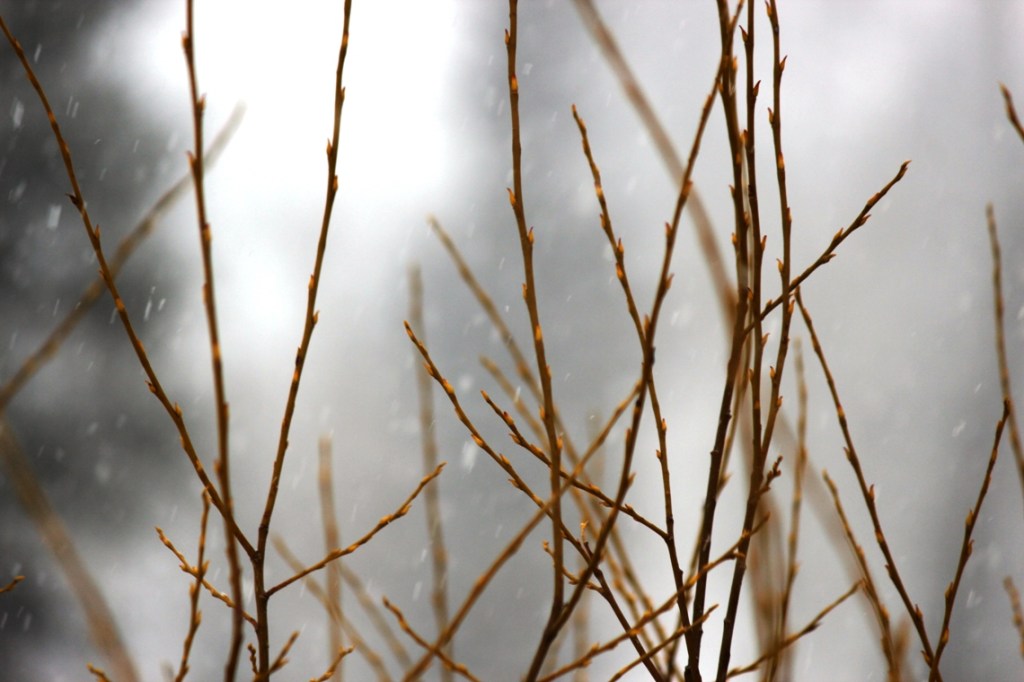 willow branches in snow