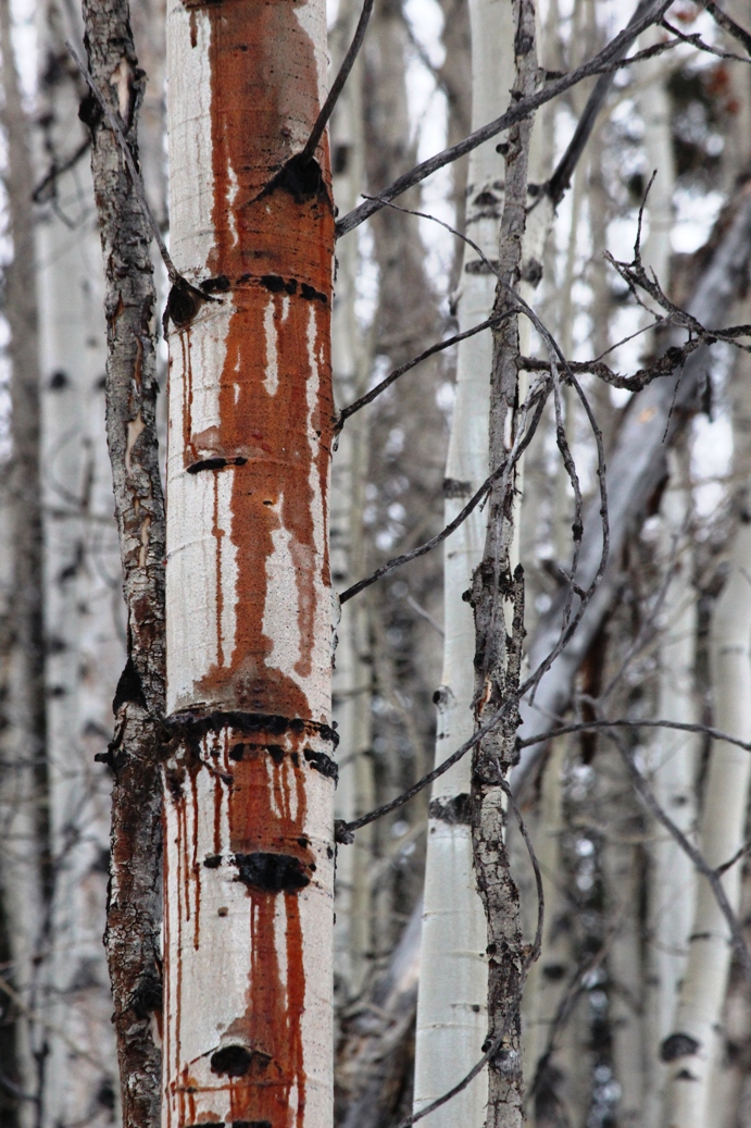 bleeding aspen