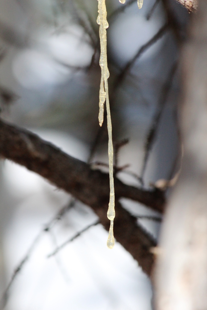 dripping sap
