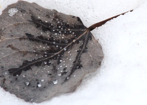 leaf in snow