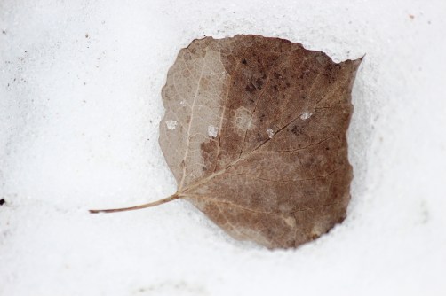 leaf in spring snow