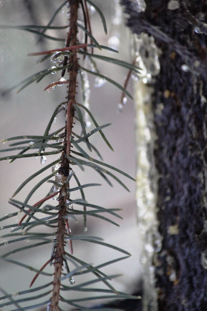 new sap on still green needles