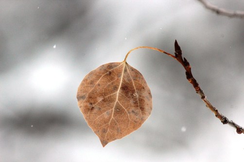 fall leaf with spring swelling