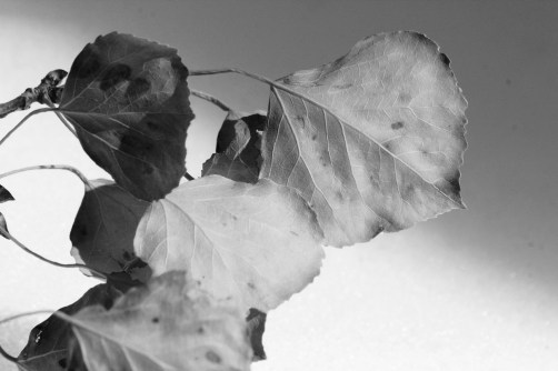 leaves in black and white