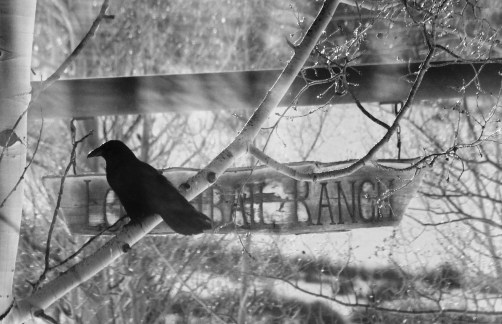 raven out the window