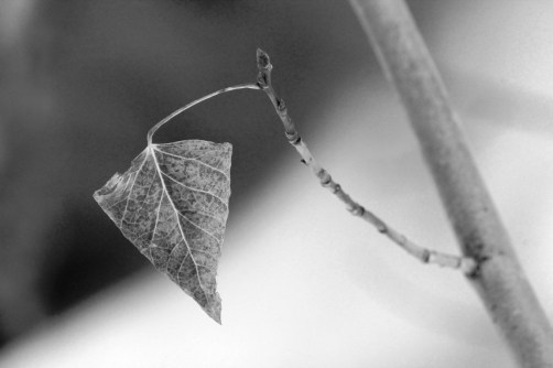 spring and fall (smaller)