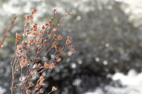 cinquefoil over the river