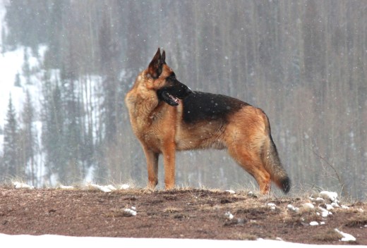 gunnar at snowmachine point