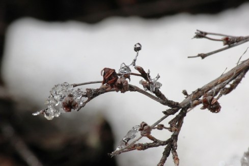 ice on cinquefoil