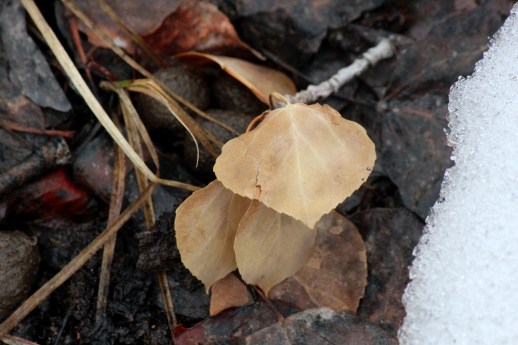 leaves in thaw
