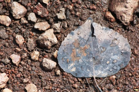 spring leaf 2