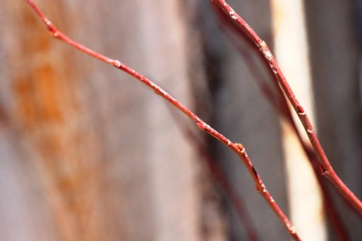 willow branches