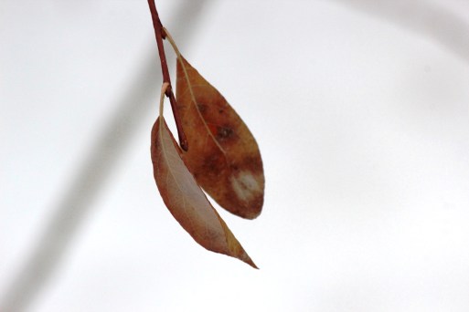 willow leaves from last year