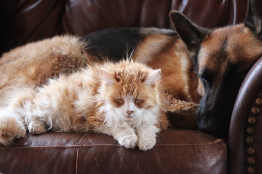 carmichael and gunnar