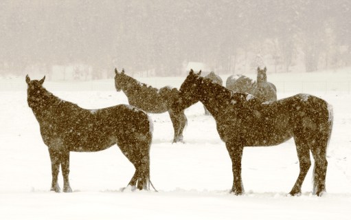 horses in snow