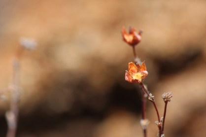 last years cinquefoil