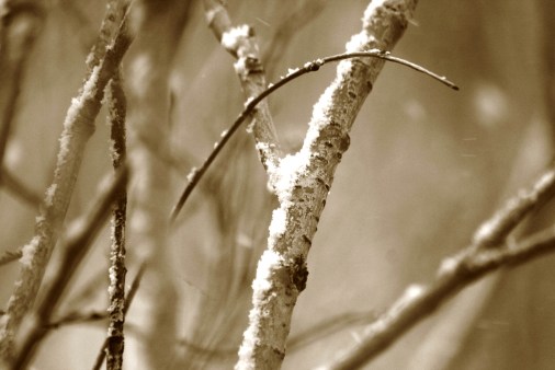 willow branches