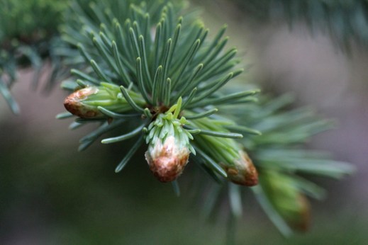 new growth on spruce tree