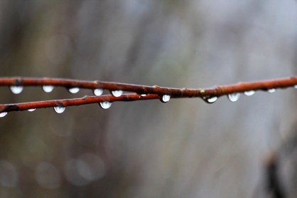 rain on spring willow