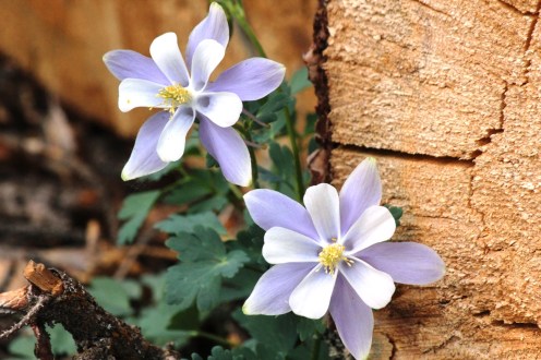colorado columbine