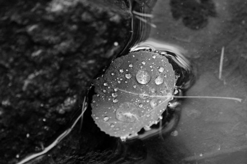 leaf in puddle
