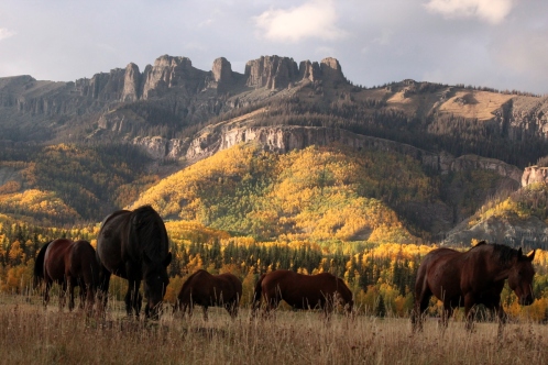 horses on fall pasture
