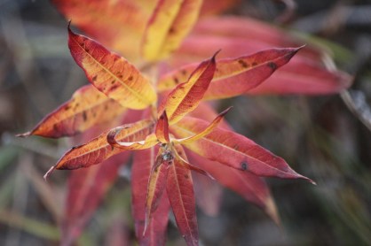 untouched fall color