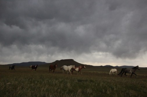 evening clouds and horses