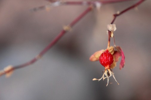 rose hip