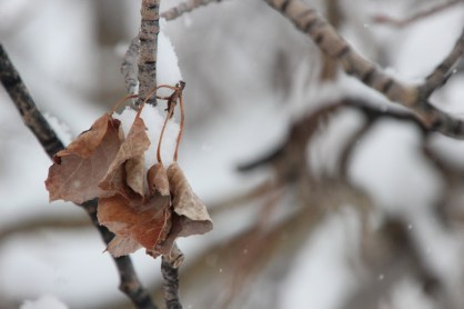 winter leaves