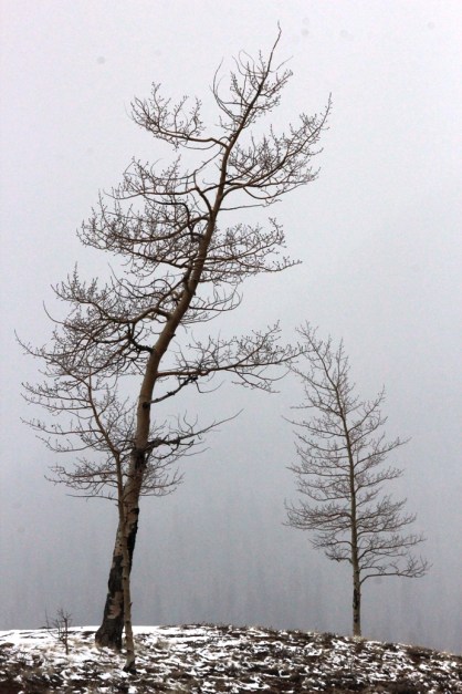 aspen in spring snow