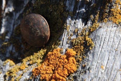 spike and lichen on cedar post