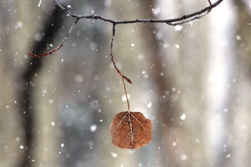 old leaf in new snow