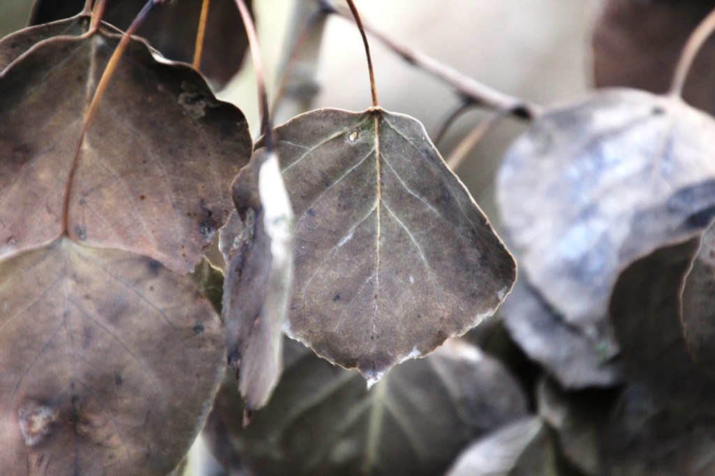 grey leaves
